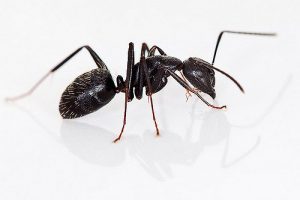 The Black Carpenter Ant
