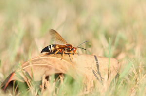Cicada Killer 