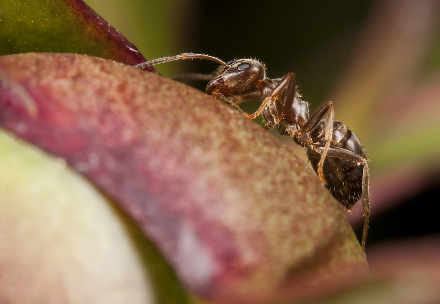 Pharaoh Ants Pharaoh Ants