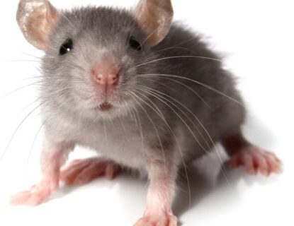 mouse