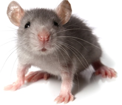 mouse
