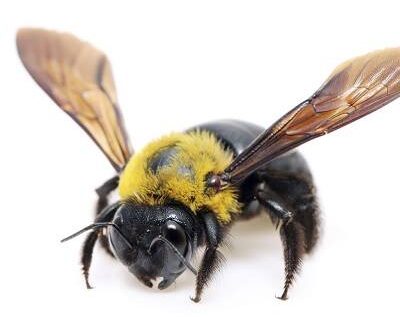Carpenter Bees