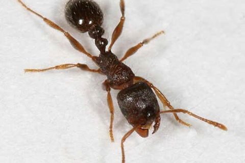 Pavement Ants