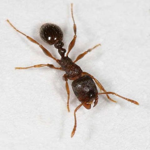 Pavement Ants