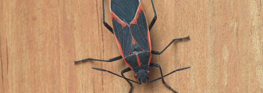 Boxelder bugs
