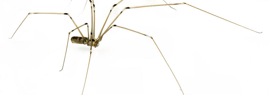 Daddy Long Legs