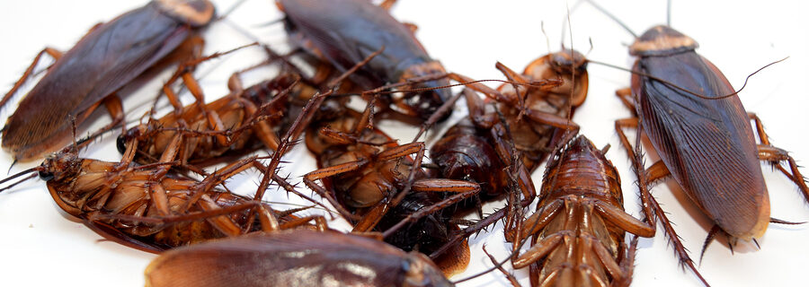 German Cockroach