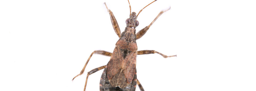 Kissing Bug