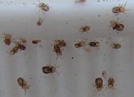 Northern Fowl Mite