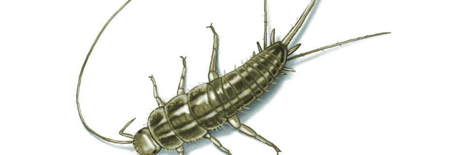 Silverfish