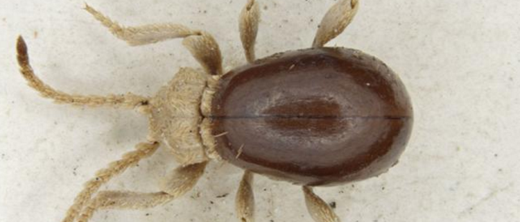 Spider Beetle