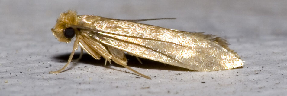 Webbing-Clothes-Moth