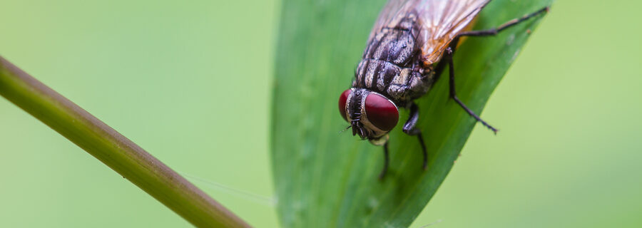 Westchester Cluster Flies