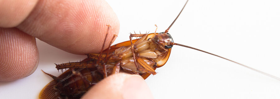 cockroach