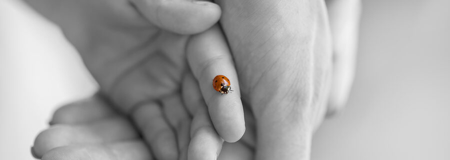 Ladybug
