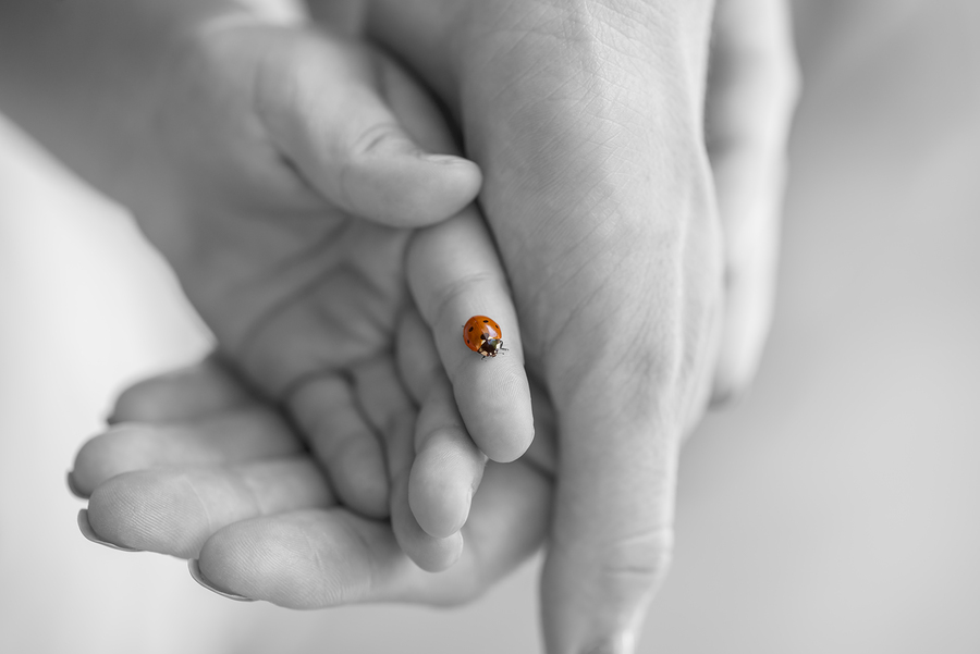 Ladybug