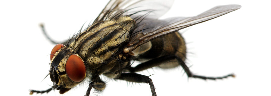 house fly