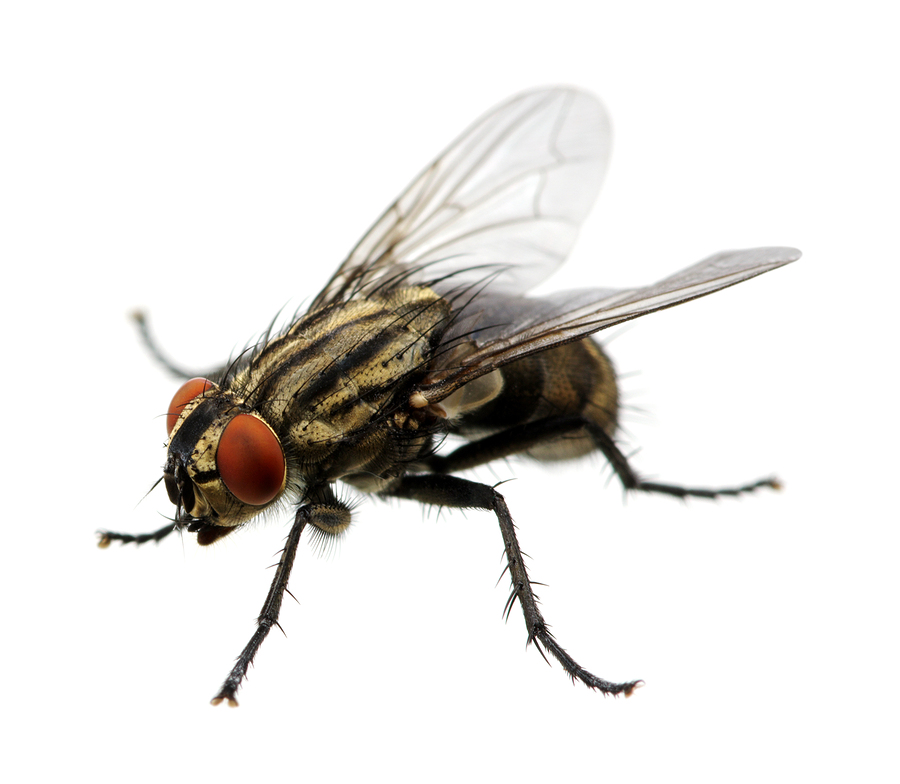 The House Fly