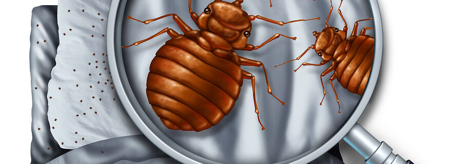 Bed Bug Infestation