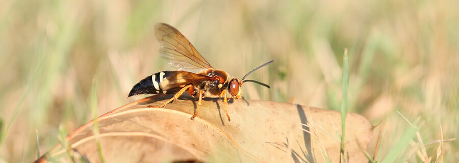 Cicada Killer