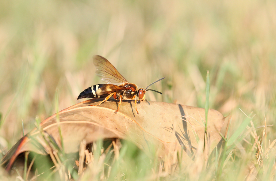 Cicada Killer
