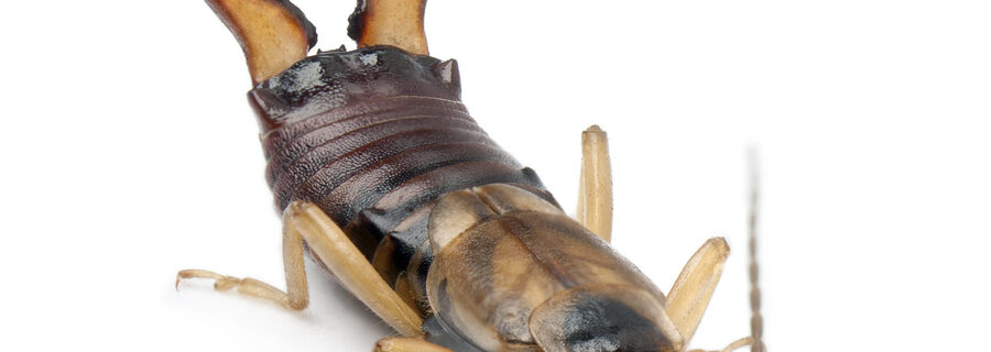 earwig