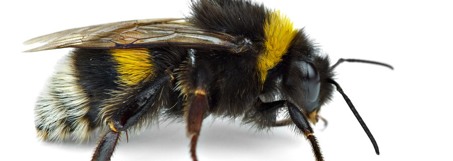 Bumble Bee