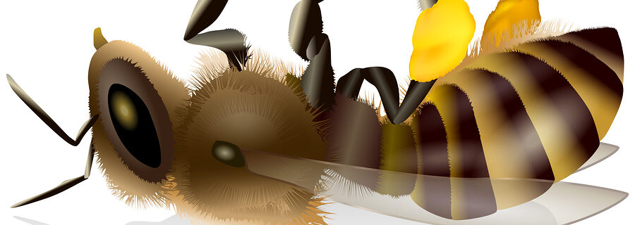 dead bee