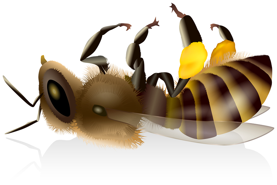 dead bee