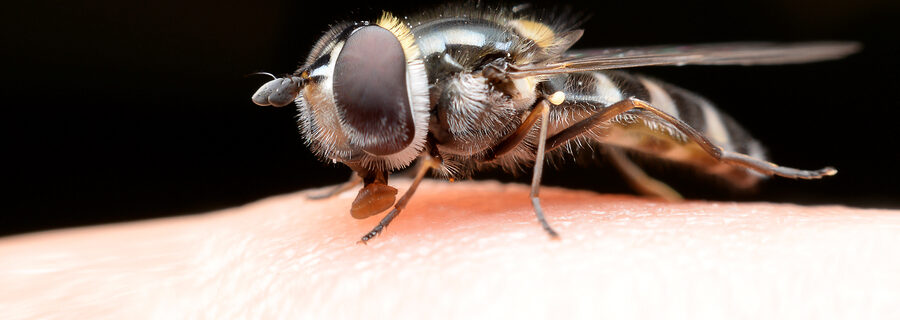 Fruit Flies