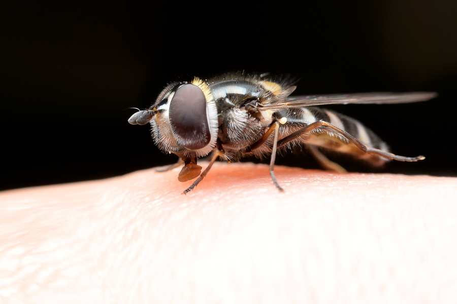 Fruit Flies