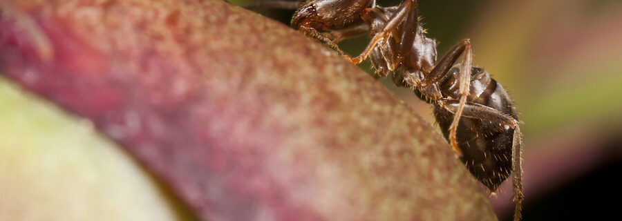 Pharaoh Ant