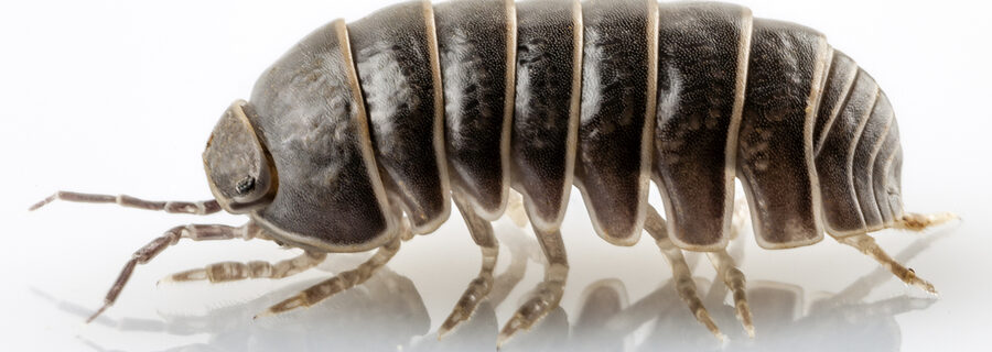 pillbugs