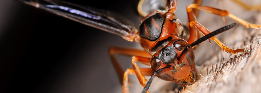 Paper Wasp in Westchester