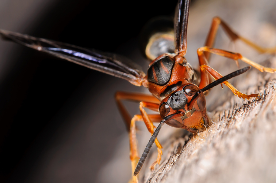 Paper Wasp in Westchester