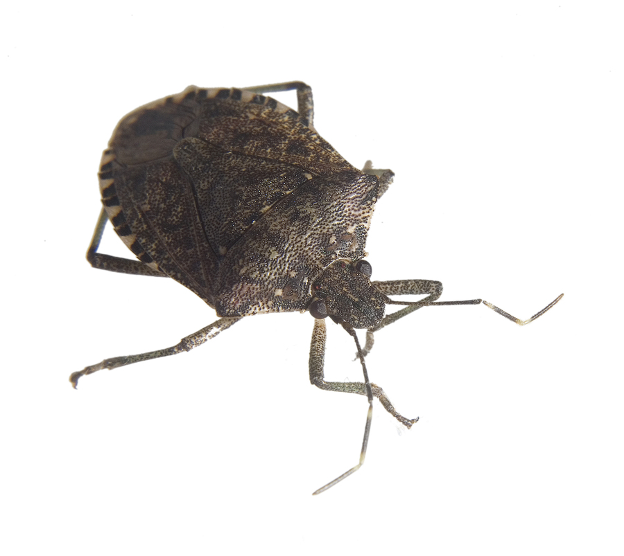 Stink Bug