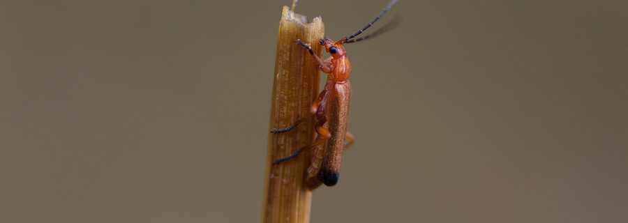 Wharf Borer Beetle