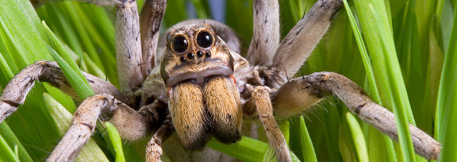 Wolf Spider