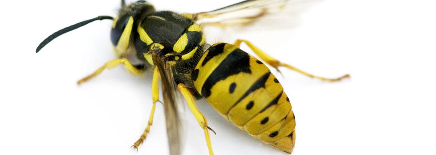 Yellow Jacket