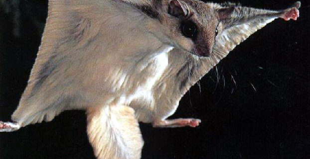 Northern Flying Squirrel